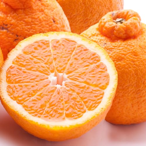 みかん 不知火 10Kg」の人気商品一覧 | 安い商品を通販サイトから探す